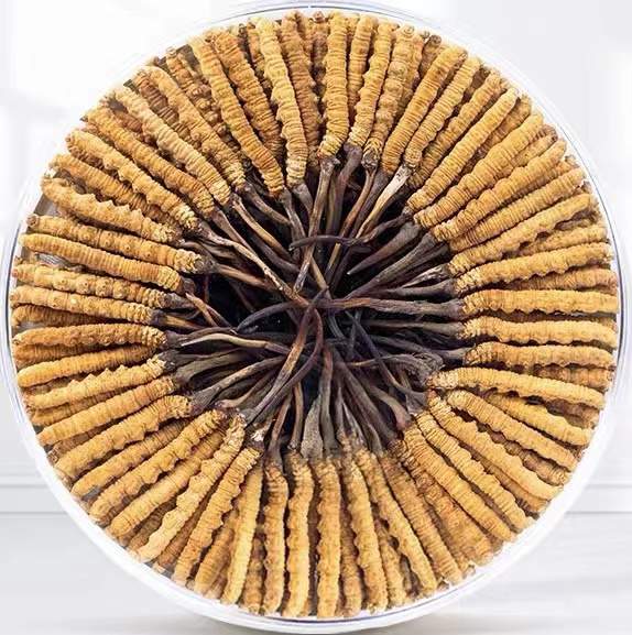 清江浦冬虫夏草回收